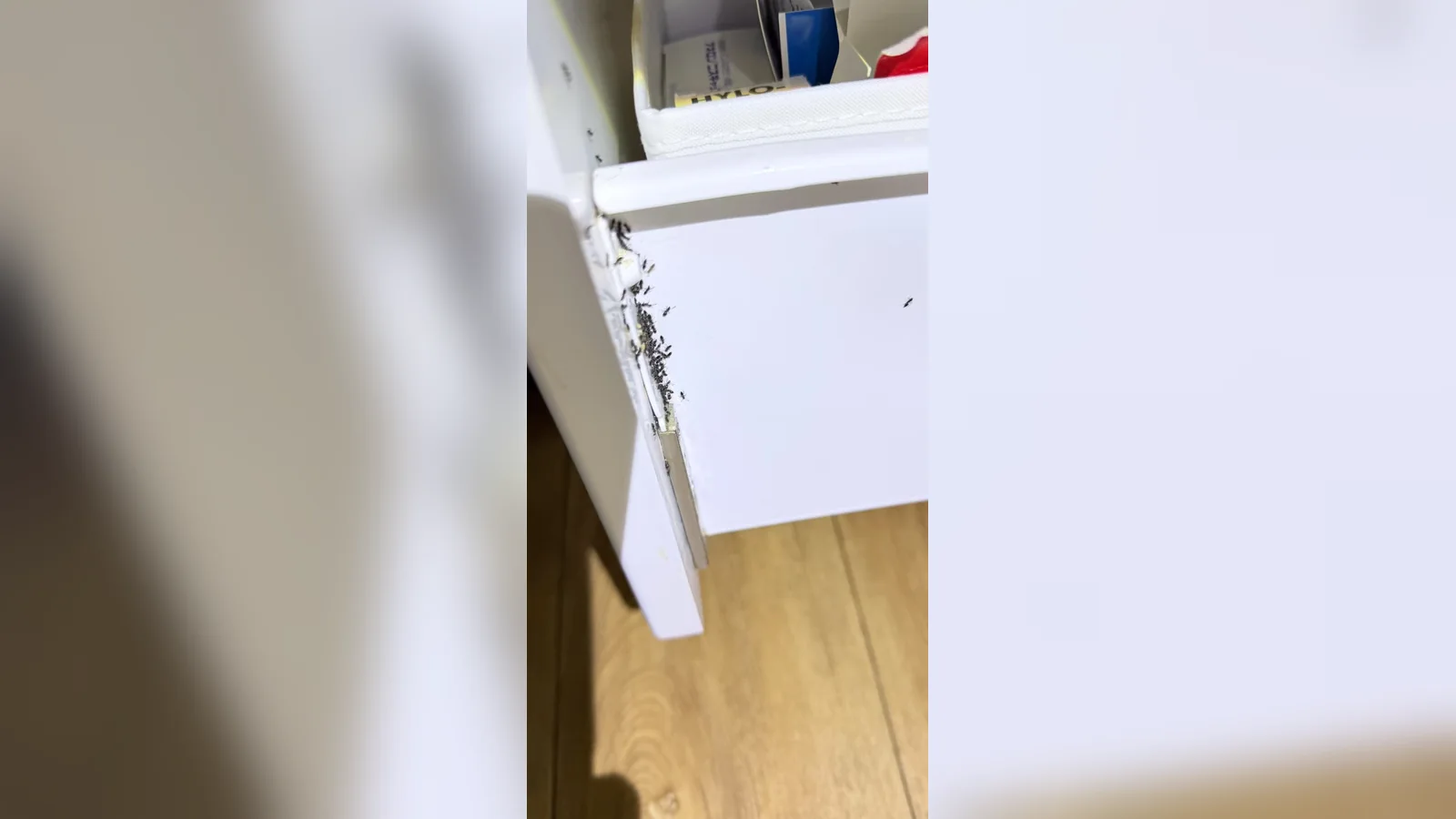 室内家具缝隙蚂蚁聚集真实照片