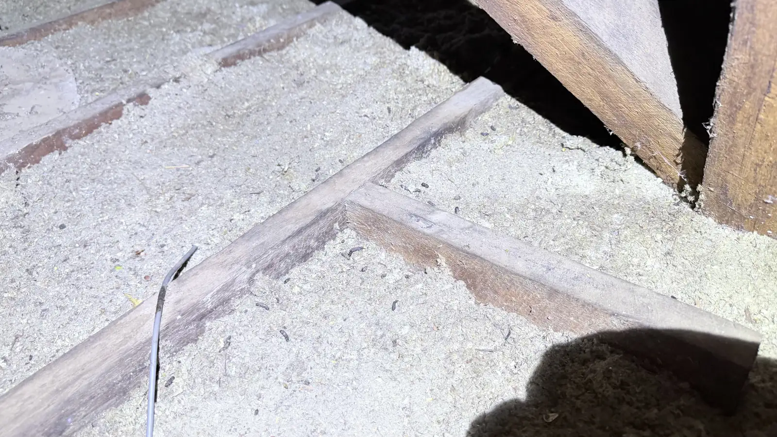 屋顶空间老鼠粪便和活动痕迹真实照片
