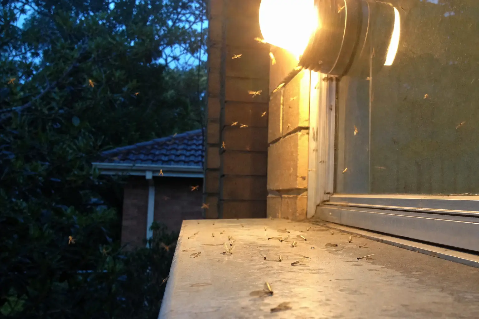 Illustration of winged termites swarming around a porch light during spring termite season in Sydney